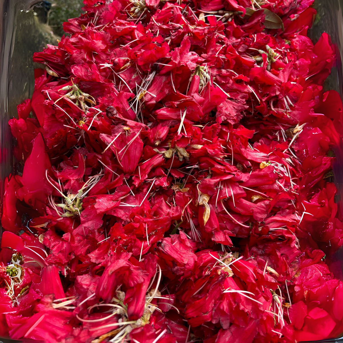 Buransh Chutney |A Floral Himalayan Delight